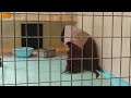 2021.5.31 12 11 釧路市動物園 ボルネオオランウータン 弟路郎②