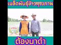 แปลงเมล็ดพันธุ์​ กข​57