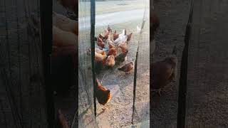 🐔 Chickens Enjoy a Fruity Delight in the Sun 🍉🍏