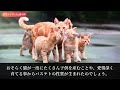 【猫は神】古代エジプト人、猫を愛しすぎて崇拝する【猫の盾】