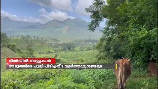 വയനാട് പൊഴുതനയിൽ വീണ്ടും പുലിയുടെ ആക്രമണം