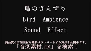 【フリー効果音】鳥のさえずり Bird Ambience Sound Effect