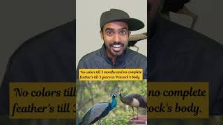 Peacock Pickups 🥰 | Peacock Facts in Tamil | Green Vish | #shorts #peacock #peacockrangoli