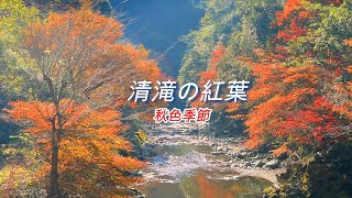 2021年11月15日　京都　清滝川の錦のような美しい紅葉風景