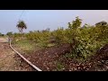 guava orchard guava farming अमरूद की खेती kisan mayank agriculture agristudent