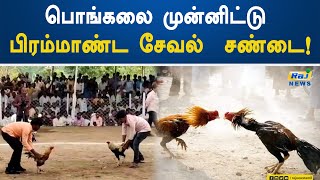 பொங்கலை முன்னிட்டு பிரம்மாண்ட சேவல்  சண்டை! | Puducherry | Pongal | Cock Fighting