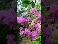 muskogee crape myrtle