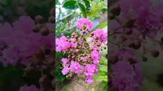 MUSKOGEE CRAPE MYRTLE