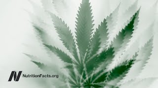 Does Marijuana Cause Schizophrenia?
