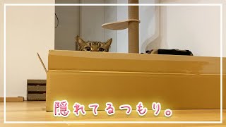 【ほっけ】ネコって隠れるのヘタですよね。笑【アメショ】#猫