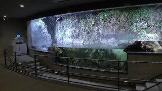 淡水生物館・渓流 (葛西臨海水族園) 2017年12月17日