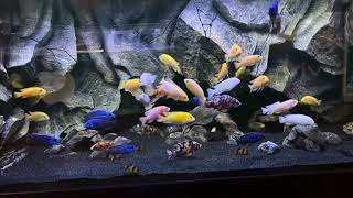 The most beautiful aquarium. Африканские цихлиды. Самый красивый аквариум.