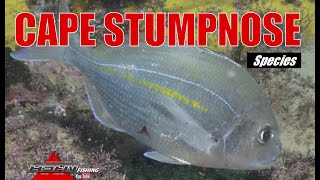 ASFN Species | Cape Stumpnose