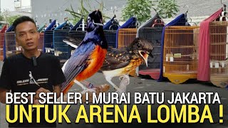 HARGA TERBAIK ! BAKUL MURAI BATU SAAT INI UNTUK ARENA LOMBA BURUNG KICAU JABODETABEK