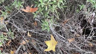 Nature at Sunnyhills Albert Augustine Jr. Memorial Park - Trees 8