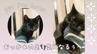 黒猫ジジの楽しいお家時間　おっかぁの足👣気になるぅ〜🐈‍⬛