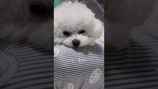 난 졸리지 않다... 졸리지 않다.. #미니비숑 #미니비숑프리제 #bichon #bichonfrise #강아지쇼츠