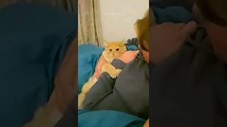 funny cats 😂 episode 235#shorts