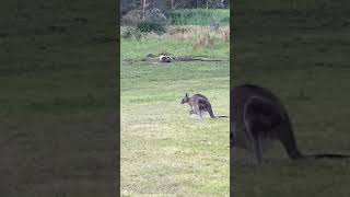 #Kangaroo #BabyKangaroo #Kangaroofight #NatGeoWILD Tidbinbilla Nature Reserve Canberra, Australia 🦘: