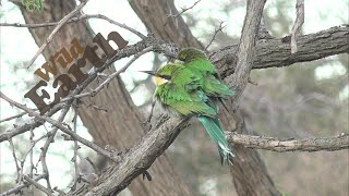 WildEarth - 日の出 - 2020 年 10 月 1 日