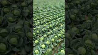 Beautiful Cabbage Farm Vegetables Satisfying video #satisfying #short #agriculture