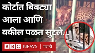 Leopard in Ghaziabad Court : बिबट्या थेट कोर्टात शिरला अन् त्याने वकिलांसह कर्मचाऱ्यांवर हल्ला केला