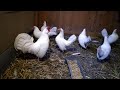 white rosecomb weise bantam