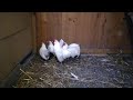 white rosecomb weise bantam