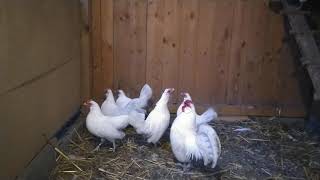 White rosecomb, Weise Bantam