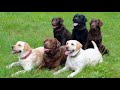 รู้ก่อนเลี้ยง สุนัขพันธุ์ลาบราดอร์ รีทรีฟเวอร์ labrador retriever