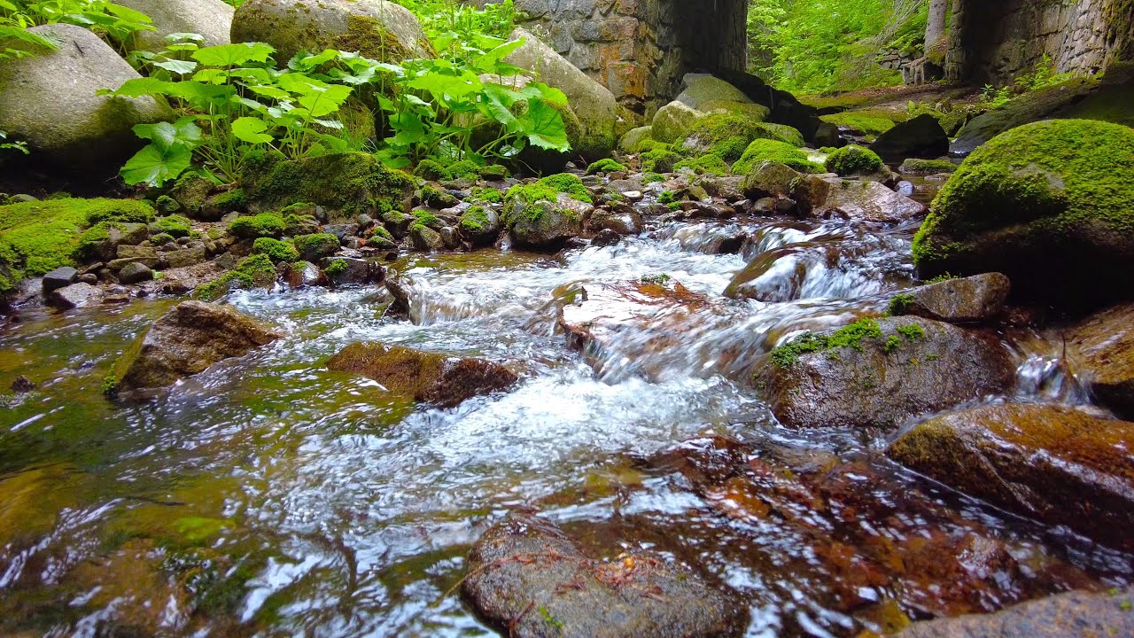 Relaxing Forest Stream Sounds 4k Youtube