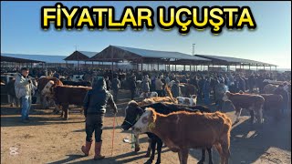 KIRŞEHİR HAYVAN PAZARI 19 OCAK/CATTLE MARKET