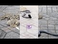 j explore les serpents 🐍 les plus meurtriers de marrakech gamstafi tv