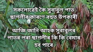 Subabul(সুবাবুল)পাতৰ অপকাৰিতা বিষয়ে জানো আহক।