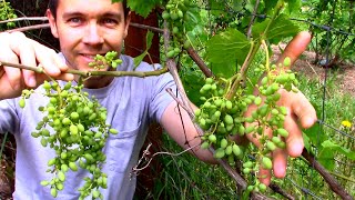 My Top 3 Blueberry Varieties and Grape Vine Growing in My Garden | Orchard Tour