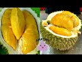 Durian duri Hitam VS Durian Musang king! Durian ochee! Durian black Thorn