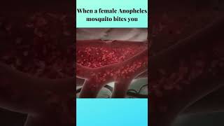 What happens when Malaria mosquito bites you?