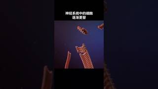 为什么我们没有三岁之前的记忆