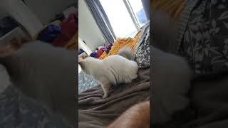 #cat #chat #cute #funny #viral #shortvideo #youtube #youtubeshorts #video #happy