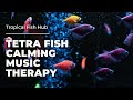 Tetra Fish Calming Music Therapy