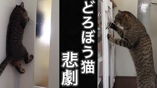 【事故】どろぼう猫の悲劇 Thief cat tragedy