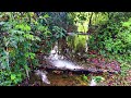 relaxing rain forest in monsoon . বর্ষার অধীনে বৃষ্টি বন স্বস্তি অনুভূতি