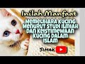 INILAH MANFAAT MEMELIHARA KUCING MENURUT STUDI ILMIAH, DAN KEISTIMEWAAN KUCING DALAM ISLAM