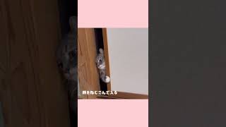 #ふすまを開ける猫#サイベリアンラムネ