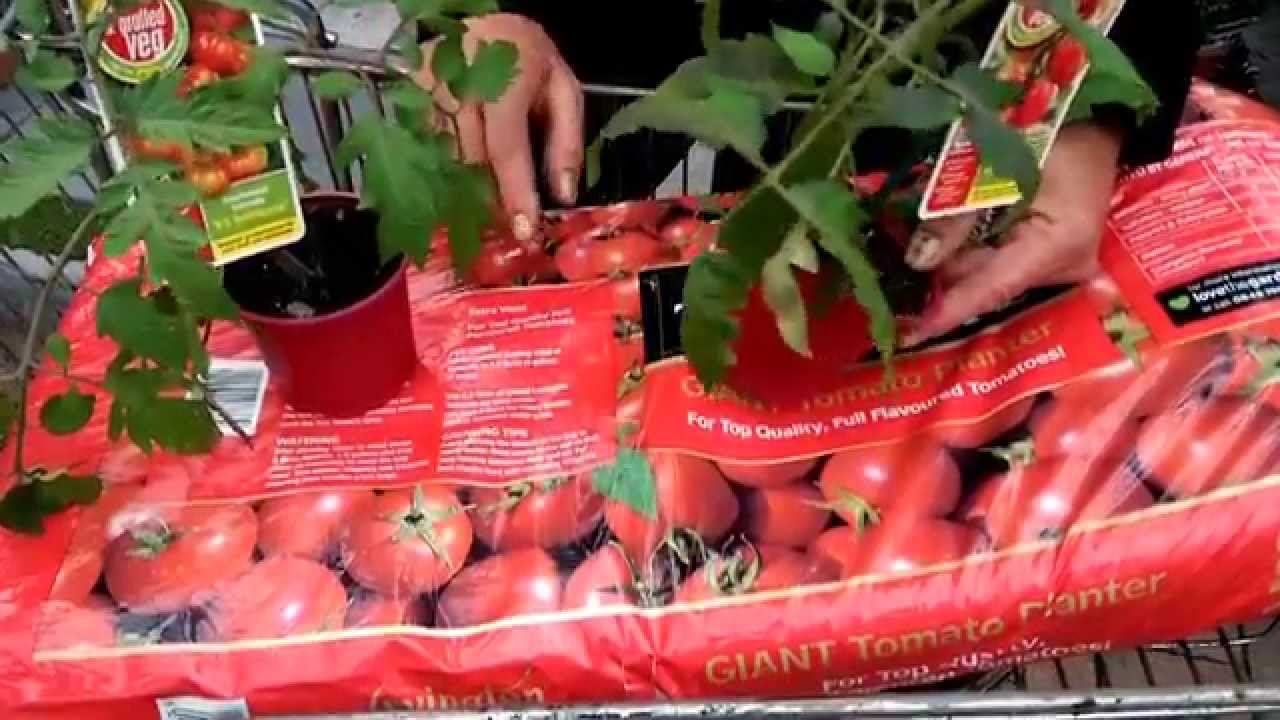 How To... Plant Tomatoes Using Grow Bags With Paul At Bents Garden ...