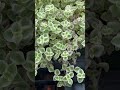 Large collection of colorful succulent groundcover!😍