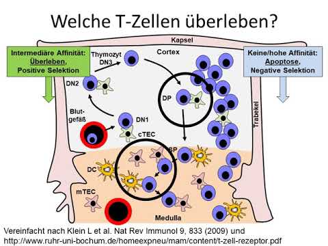 4 T Zell Selektion Im Thymus - YouTube