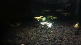 Glow in the Dark Guppy Fish