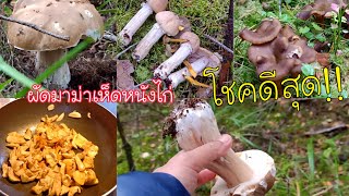 เดินเข้าป่าเจอเห็ดผึ้งเลย เก็บเห็ดปลวกเห็ดดำ กินข้าวป่า#kppchannel