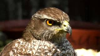 Jestřáb lesní (Accipiter gentilis),Habicht,Northern Goshawk